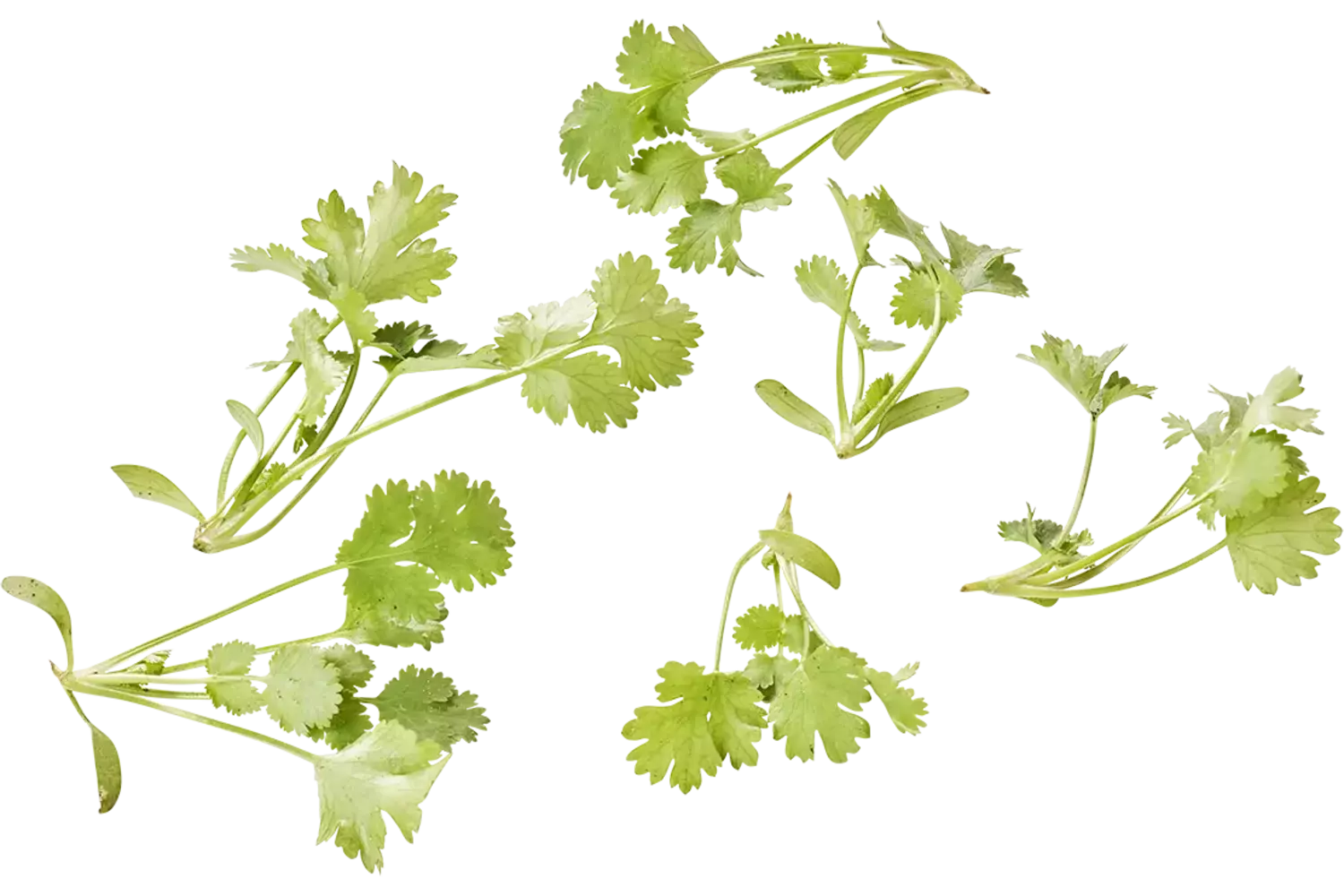 Koriander cress 20gr stuk